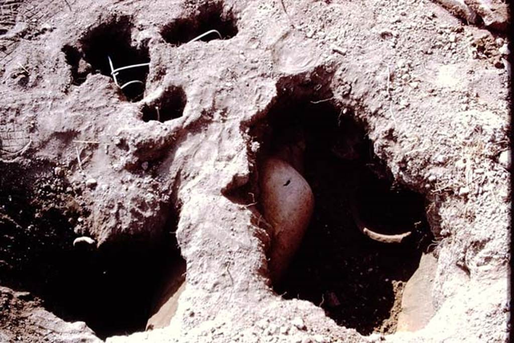 I.14.2 Pompeii. 1972. Cleaned root cavities waiting to be filled, top of photo, and finding of a buried amphora. Photo by Stanley A. Jashemski. 
Source: The Wilhelmina and Stanley A. Jashemski archive in the University of Maryland Library, Special Collections (See collection page) and made available under the Creative Commons Attribution-Non Commercial License v.4. See Licence and use details. J72f0479
According to Wilhelmina, “at the rear of the garden was a large limestone block which probably was used as a rustic altar.  A few coins were found nearby, then a buried amphora with its mouth carefully closed by a stone, although it proved to be empty. The large tree root near the south wall had the appearance of an olive tree of over 100 years old. Fragments of planting pots were found near the north wall, which had been badly damaged by the original excavators. A roof tile found in the garden had the paw-print of a dog, which had been pressed into the wet tile before it had been fired.”