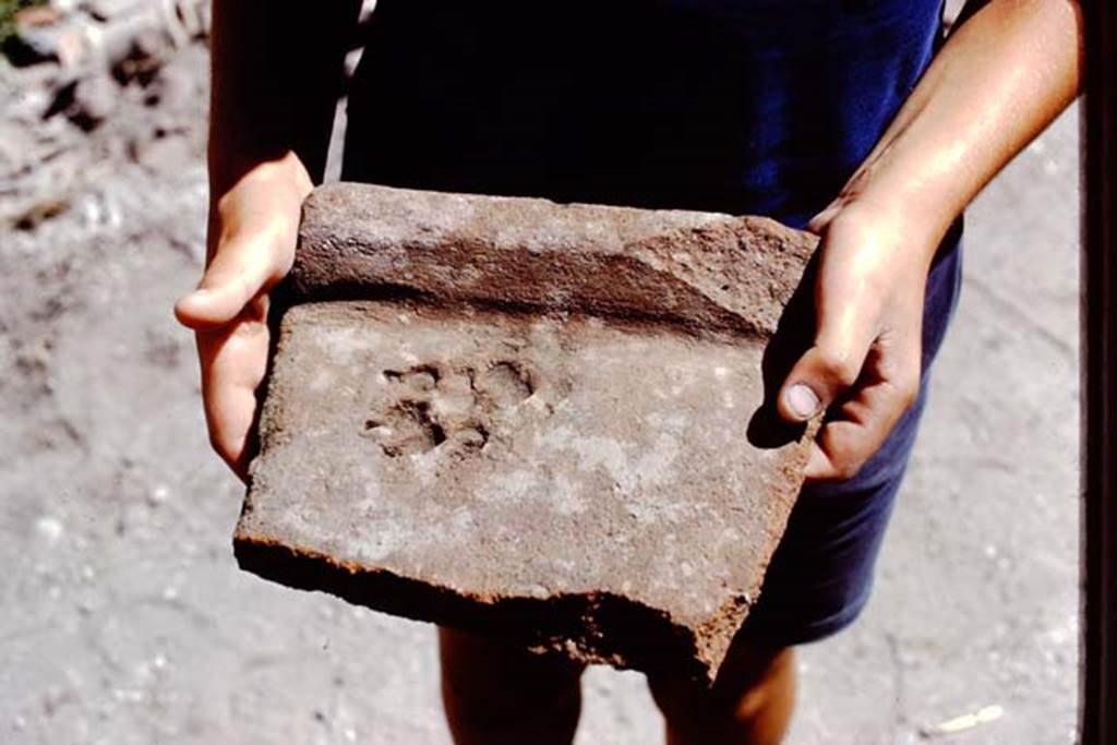 I.14.2 Pompeii. 1972. A roof tile found in the garden which had the paw-print of a dog, which had been pressed into the wet tile before it had been fired. Photo by Stanley A. Jashemski. 
Source: The Wilhelmina and Stanley A. Jashemski archive in the University of Maryland Library, Special Collections (See collection page) and made available under the Creative Commons Attribution-Non Commercial License v.4. See Licence and use details. J72f0706