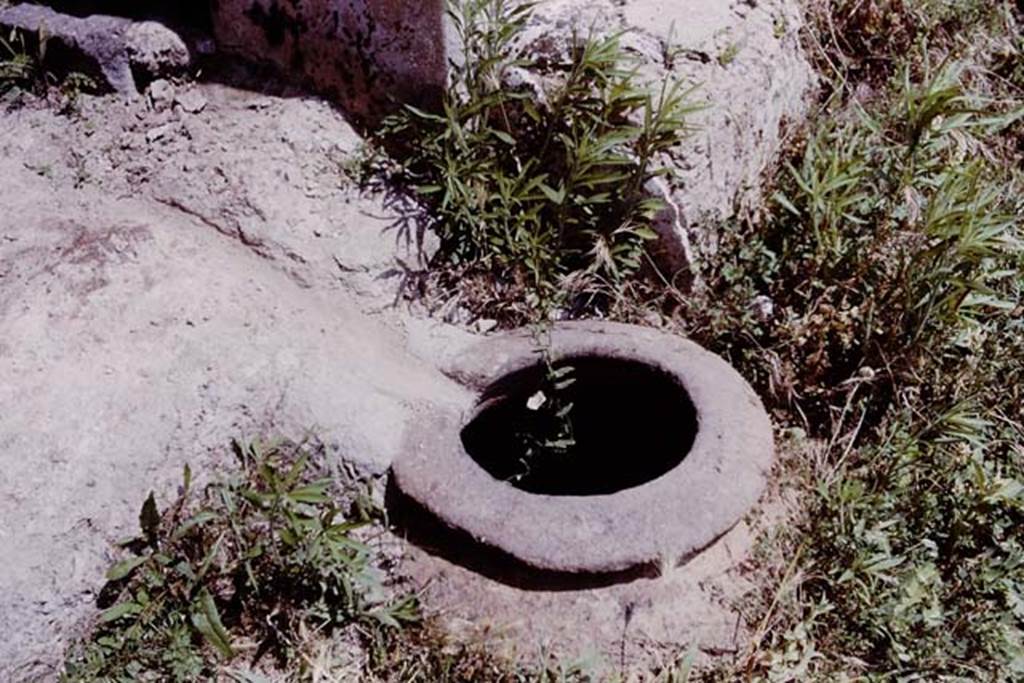 I.20.1 Pompeii. 1964. Large dolium buried in the soil at the edge of the soil near the small room.  The juice from the trodden grapes would have flowed into this. Photo by Stanley A. Jashemski. 
Source: The Wilhelmina and Stanley A. Jashemski archive in the University of Maryland Library, Special Collections (See collection page) and made available under the Creative Commons Attribution-Non Commercial License v.4. See Licence and use details.
J64f1282