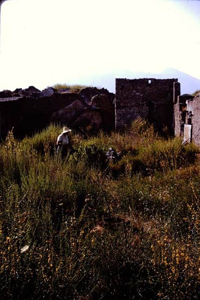 I.20.1 Pompeii. 1964. Looking north from near dolium to Wilhelmina near the stairs in the overgrown garden. Photo by Stanley A. Jashemski.
Source: The Wilhelmina and Stanley A. Jashemski archive in the University of Maryland Library, Special Collections (See collection page) and made available under the Creative Commons Attribution-Non Commercial License v.4. See Licence and use details.
J64f1726