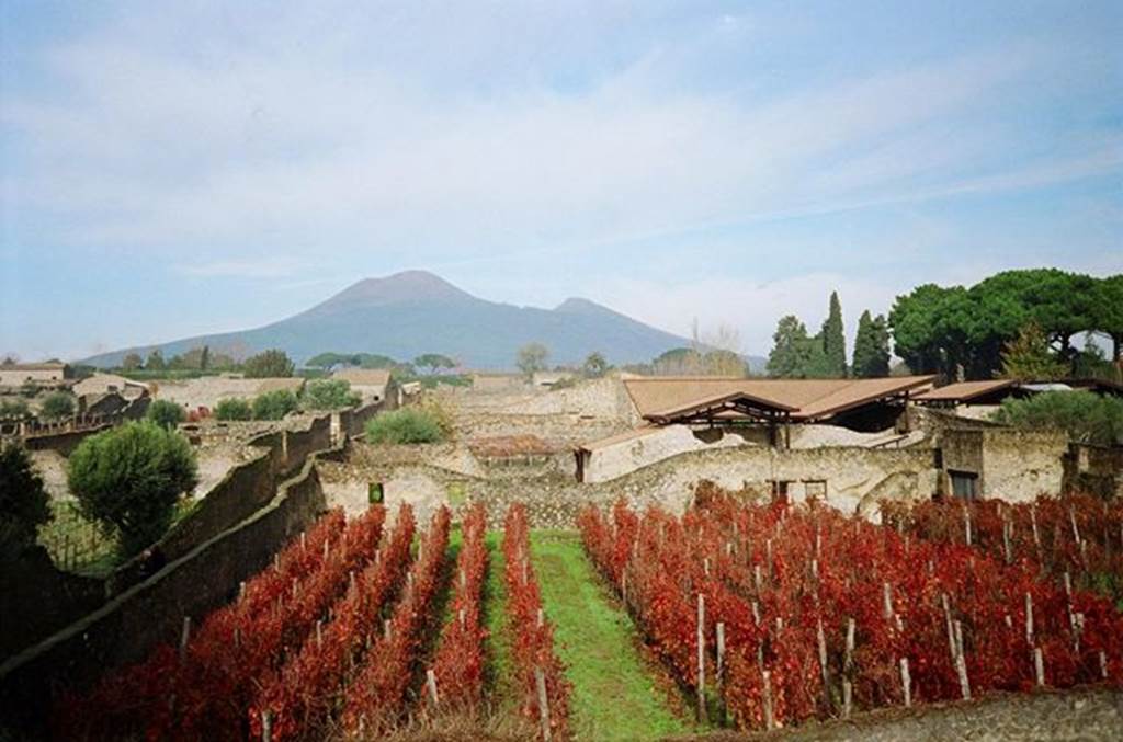 I.20.1 Pompeii. November 2009. Looking north across the vineyard of the Inn of the Gladiators.  Photo courtesy of Rick Bauer.