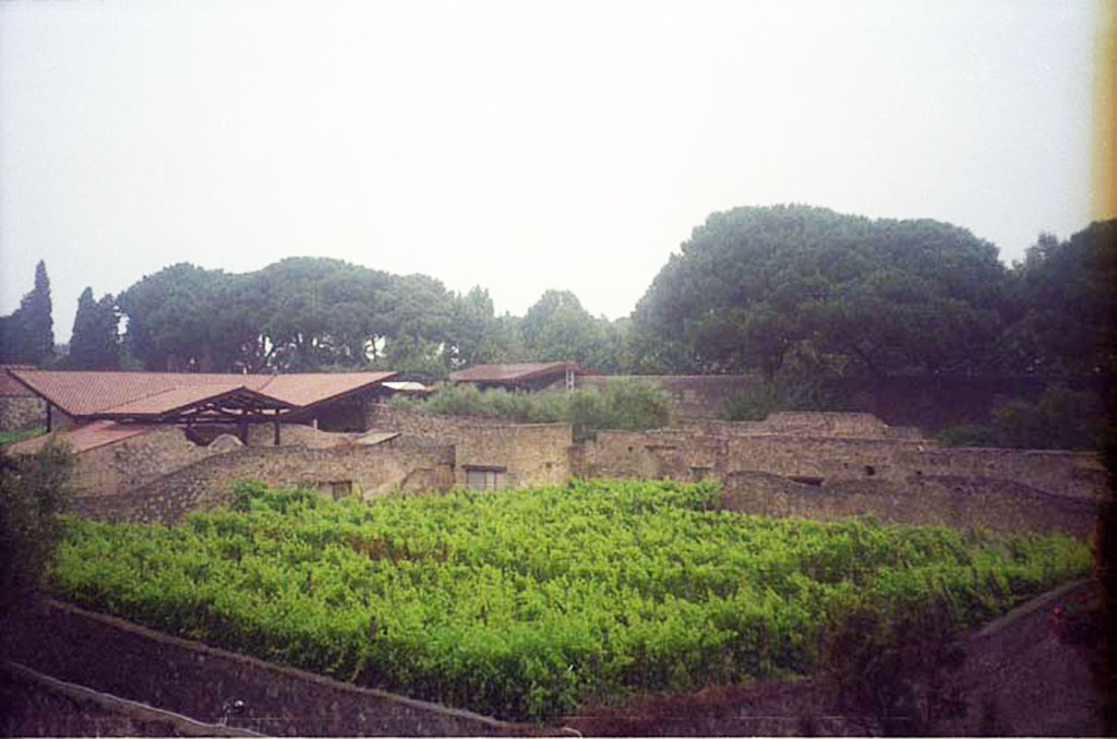 I.20.1 Pompeii. July 2011. Looking north-east across the vineyard of the Inn of the Gladiators. 
Photo courtesy of Rick Bauer.