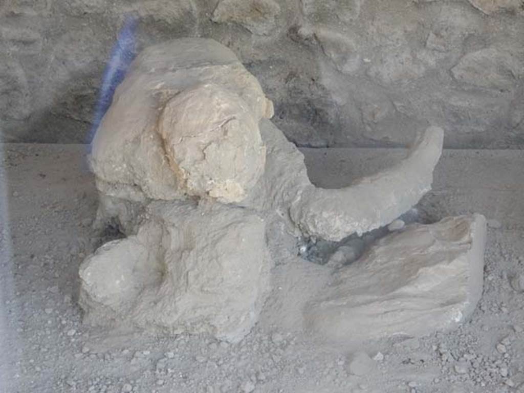 I.21.6 Pompeii. May 2016. Detail of plaster cast of the impression of a body.  
Photo courtesy of Buzz Ferebee.