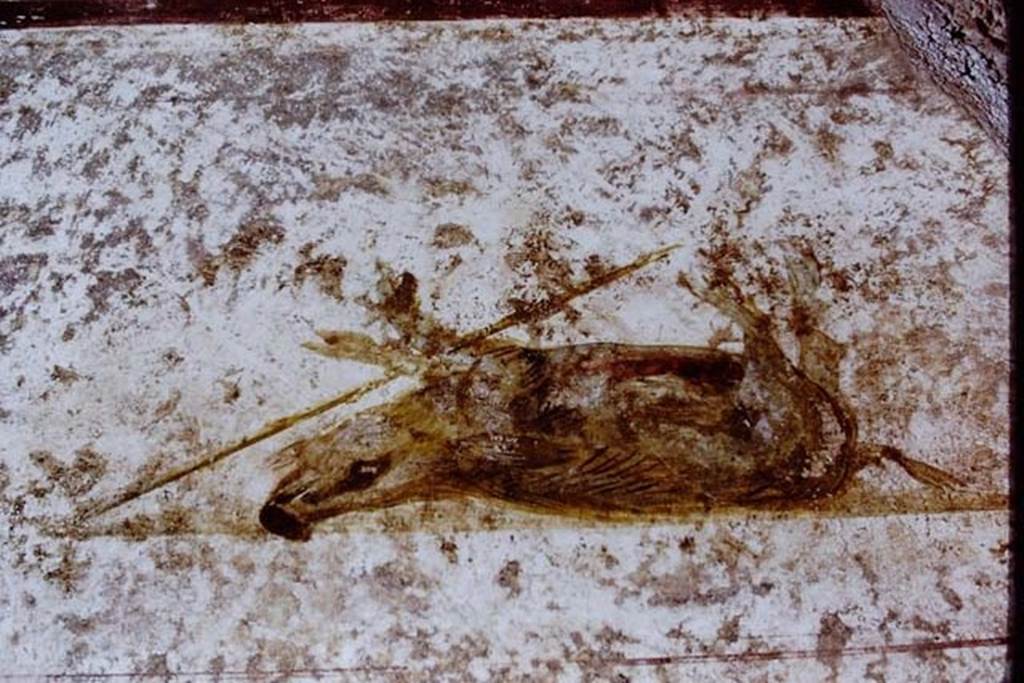 Pompeii. 1971. Upper wall of south wall of triclinium with wall painting of a boar.
Photo by Stanley A. Jashemski.
Source: The Wilhelmina and Stanley A. Jashemski archive in the University of Maryland Library, Special Collections (See collection page) and made available under the Creative Commons Attribution-Non Commercial License v.4. See Licence and use details.
J71f0170