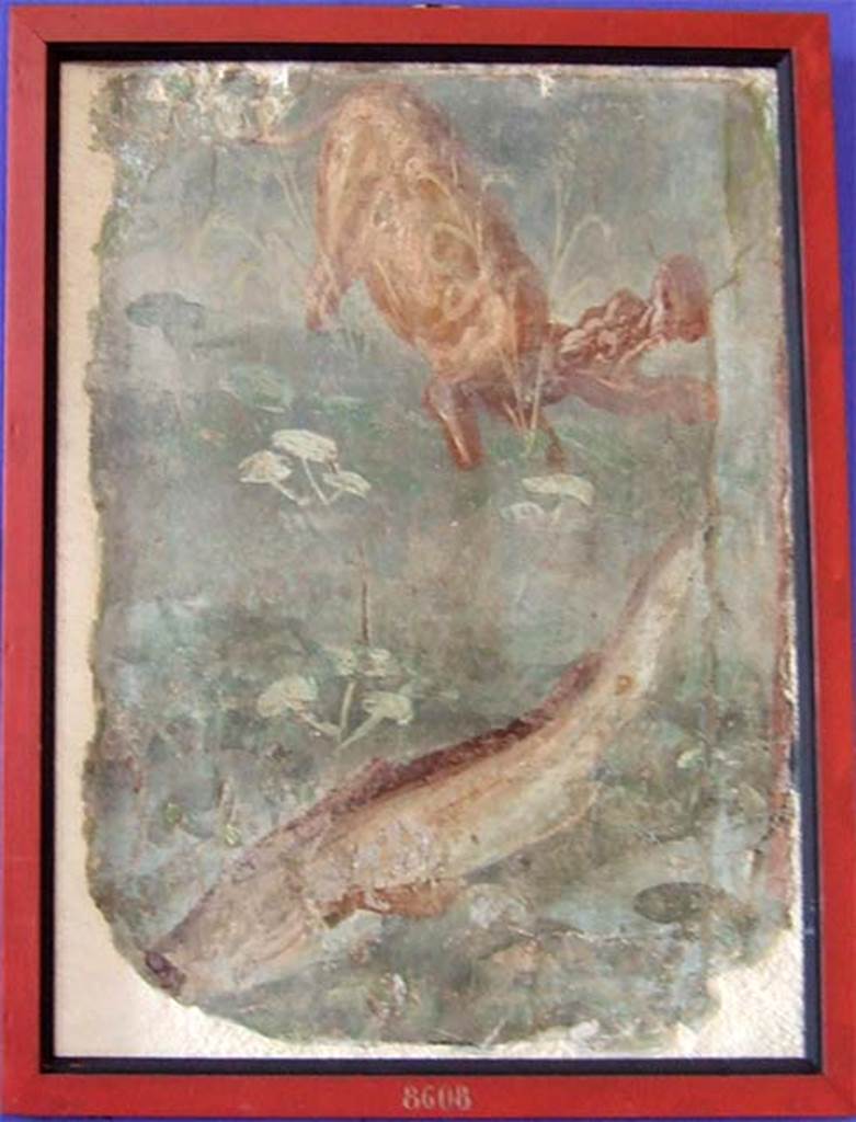 II.4.6 Pompeii. Fresco fragment showing a hippopotamus and a large fish.
Now in Naples Archaeological Museum. Inventory number 8608.