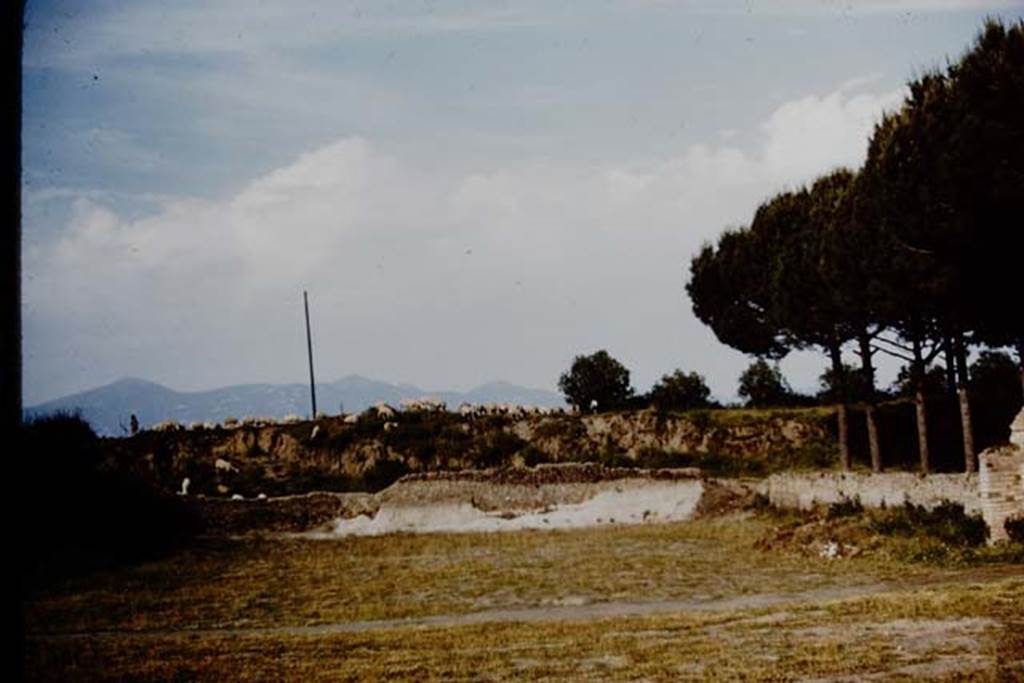 II.5 Pompeii. 1961. Looking east across site towards a flock of sheep on their way to their grazing for the day.   Photo by Stanley A. Jashemski.
Source: The Wilhelmina and Stanley A. Jashemski archive in the University of Maryland Library, Special Collections (See collection page) and made available under the Creative Commons Attribution-Non Commercial License v.4. See Licence and use details.
J61f0227