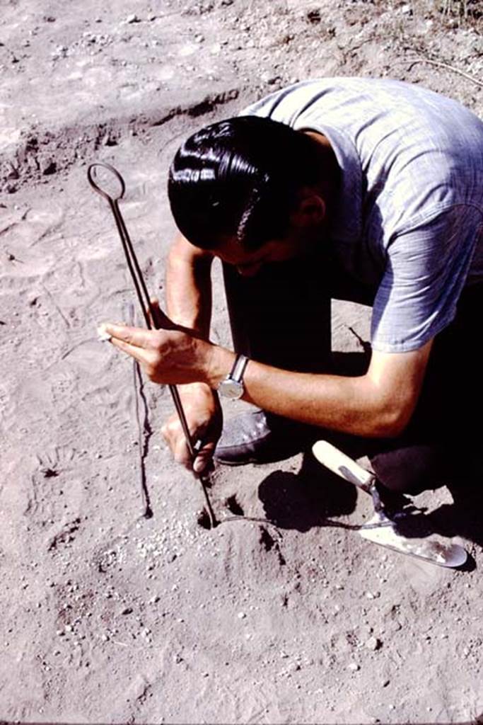 II.5 Pompeii. 1966. Another root cavity, one of only a few found near the west wall.   
Photo by Stanley A. Jashemski.
Source: The Wilhelmina and Stanley A. Jashemski archive in the University of Maryland Library, Special Collections (See collection page) and made available under the Creative Commons Attribution-Non Commercial License v.4. See Licence and use details.
J66f0327