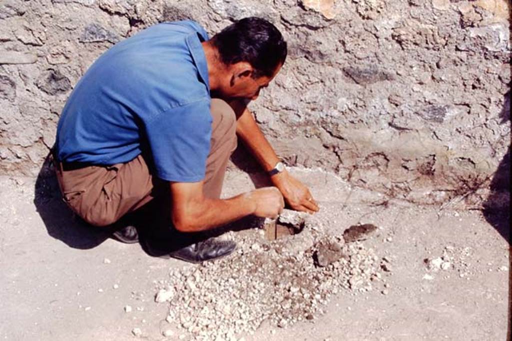 II.5 Pompeii, 1968.  Sig. Sicignano makes a discovery.  Photo by Stanley A. Jashemski .
Source: The Wilhelmina and Stanley A. Jashemski archive in the University of Maryland Library, Special Collections (See collection page) and made available under the Creative Commons Attribution-Non Commercial License v.4. See Licence and use details.
J68f0902