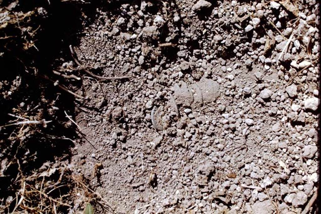 ll.5 Pompeii, 1968.  Coins emerging from the lapilli, not seen for 1,889 years. Photo by Stanley A. Jashemski. According to Wilhelmina, there was great excitement when they reached the north wall of the vineyard and found two groups of coins, eleven coins in one place and four coins in the other. There were 14 asses and two dupondii. All of them had been coined between AD 22 and AD 74 and had been in circulation during the last days of Pompeii.  A further bronze as was found in the 1970 excavations, near to a posthole on the north-south path, but would prove too corroded to identify. 
See, Jashemski, W.F. (2014): Discovering the gardens of Pompeii, Memoirs of a Garden Archaeologist, 1955-2004. (p.156)
Source: The Wilhelmina and Stanley A. Jashemski archive in the University of Maryland Library, Special Collections (See collection page) and made available under the Creative Commons Attribution-Non Commercial License v.4. See Licence and use details.
J68f1680