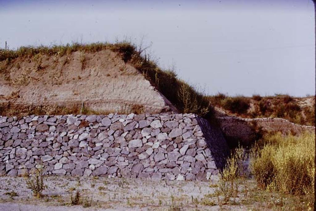 II.5 Pompeii. 1970. Looking east towards new retaining wall, and the unexcavated. According to Wilhelmina, it was very impressive to see the areas that Prof. de Franciscis had had prepared for them. With the generous help of the Ministry at Rome, a portion of the hill of the original volcanic debris and accumulated soil (over 19 feet) on which the workman’s hopuse stood had been removed down to a metre of lapilli, and a new retaining wall had been built on both the south and west sides of the hill. Work was started in the area near the west side of the hill, which looked like a flower garden as it was covered with masses of the flowers of yellow mullein. Photo by Stanley A. Jashemski.
Source: The Wilhelmina and Stanley A. Jashemski archive in the University of Maryland Library, Special Collections (See collection page) and made available under the Creative Commons Attribution-Non Commercial License v.4. See Licence and use details.
J70f0461