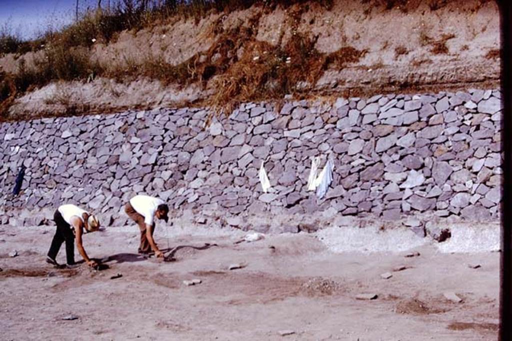 II.5 Pompeii. 1970.  Soil level near the retaining wall with the original contours as it would have looked  at the time of the eruption, with depressions between the rows for watering, and rows of perfectly preserved cavities, which were then emptied, measured, studied and casts made. Photo by Stanley A. Jashemski.
Source: The Wilhelmina and Stanley A. Jashemski archive in the University of Maryland Library, Special Collections (See collection page) and made available under the Creative Commons Attribution-Non Commercial License v.4. See Licence and use details.
J70f0555