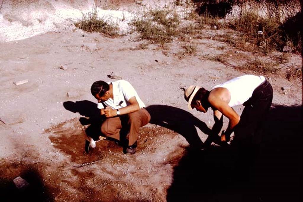 II.5 Pompeii. 1970. Studying the soil.  Photo by Stanley A. Jashemski.
Source: The Wilhelmina and Stanley A. Jashemski archive in the University of Maryland Library, Special Collections (See collection page) and made available under the Creative Commons Attribution-Non Commercial License v.4. See Licence and use details.
J70f0591
