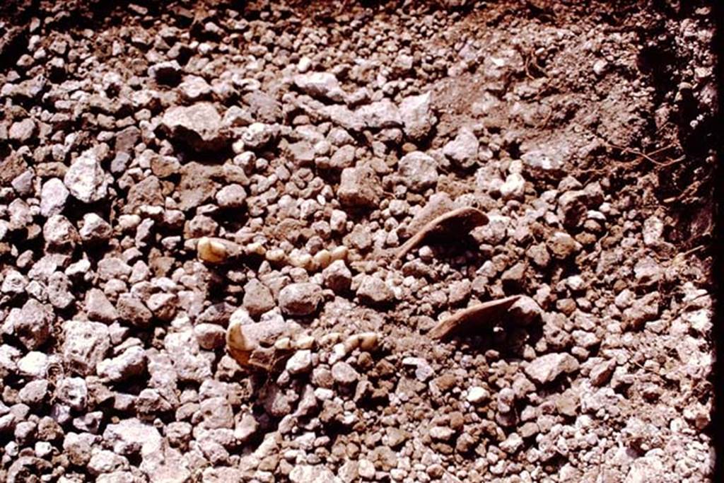 II.5 Pompeii. 1970. Animal bones found in the soil.  Photo by Stanley A. Jashemski.
Source: The Wilhelmina and Stanley A. Jashemski archive in the University of Maryland Library, Special Collections (See collection page) and made available under the Creative Commons Attribution-Non Commercial License v.4. See Licence and use details.
J70f0608