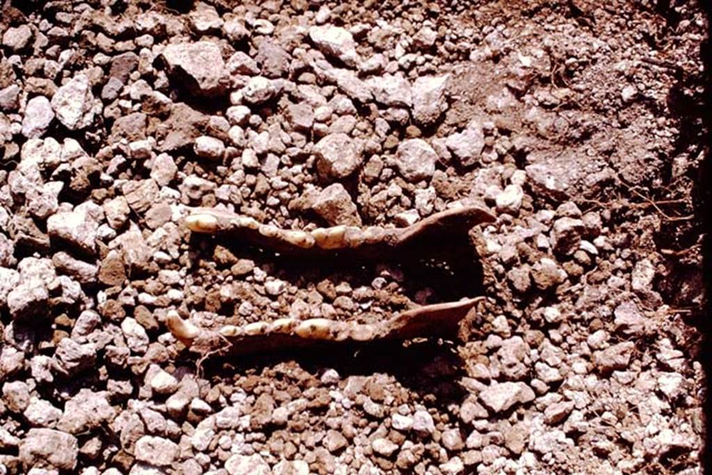 II.5 Pompeii. 1970. Animal bones found in the soil.  Photo by Stanley A. Jashemski.
According to Wilhelmina, a total of 52 bones were found in this vineyard, representing domestic cow, horse, wild boar, domestic dog, sheep, domestic cat and perhaps, goat.
It was probably the presence of bones in the limited area that had been uncovered, that had led the first excavators to name this site, the Foro Boario. Since her excavation had shown that this identification was not valid, the presence of bones must be otherwise explained. This was made the more difficult by the fact that many of the bones were not found in their original location, but were mixed in the backfill which the earlier excavators had pushed over a good part of the site. Upon examination, some of the bones showed cleaver or tool marks, so it began to look as if these bones were the remains of meals eaten at the triclinia. The dog and cat bones could have been the vintner’s pets
Source: The Wilhelmina and Stanley A. Jashemski archive in the University of Maryland Library, Special Collections (See collection page) and made available under the Creative Commons Attribution-Non Commercial License v.4. See Licence and use details.
J70f0609