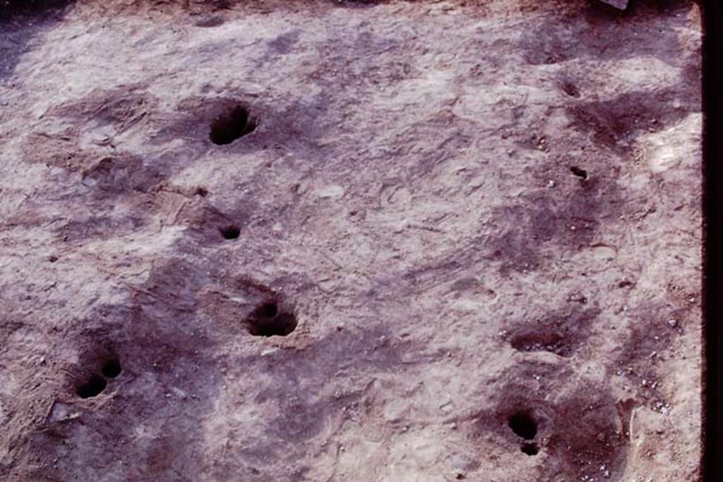 II.5 Pompeii. 1970.  Ground contours, and emptied root cavities.  Photo by Stanley A. Jashemski.
Source: The Wilhelmina and Stanley A. Jashemski archive in the University of Maryland Library, Special Collections (See collection page) and made available under the Creative Commons Attribution-Non Commercial License v.4. See Licence and use details.
J70f0619
