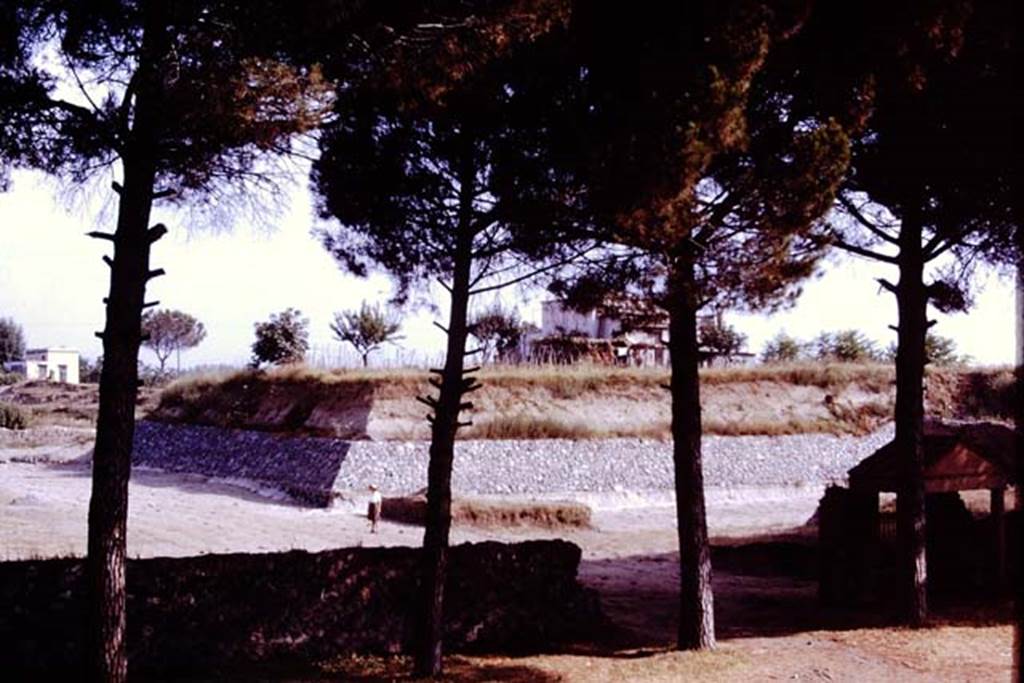 II.5 Pompeii. 1970. Only Wilhelmina in her vineyard, looking north-east.  At the end of this third season on this site, a total of 2001 vine-root cavities and 57 tree-root cavities had been found. Photo by Stanley A. Jashemski.
Source: The Wilhelmina and Stanley A. Jashemski archive in the University of Maryland Library, Special Collections (See collection page) and made available under the Creative Commons Attribution-Non Commercial License v.4. See Licence and use details.
J70f0725