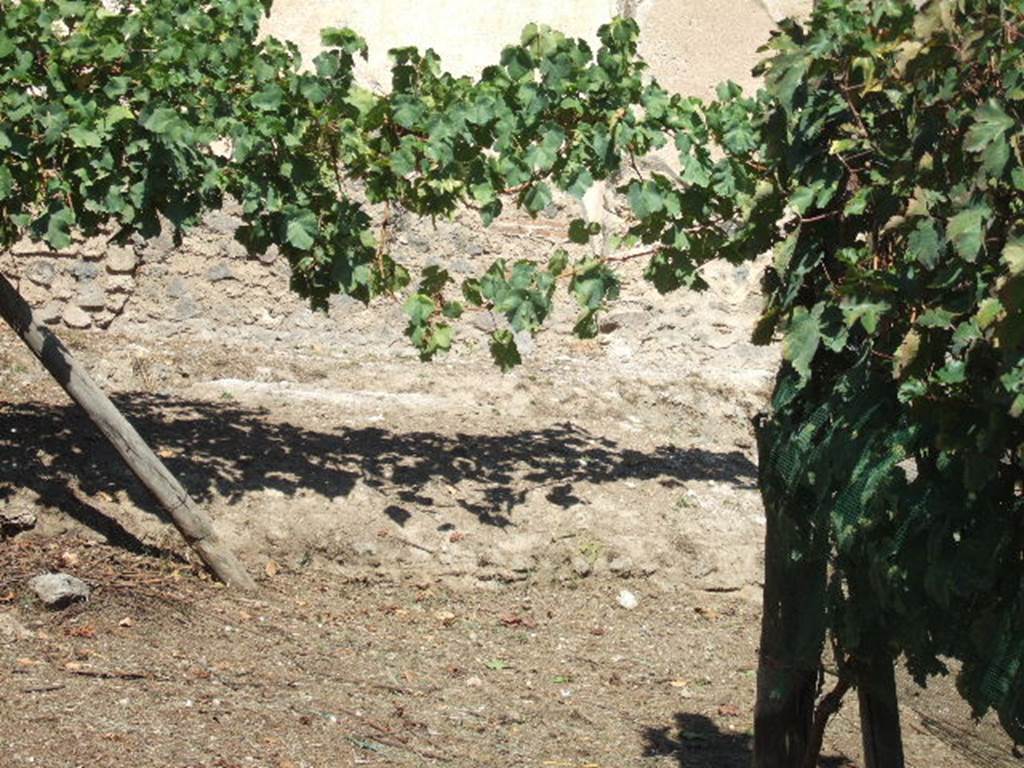 II.5.5 Pompeii.  September 2005. Triclinium amongst the vines