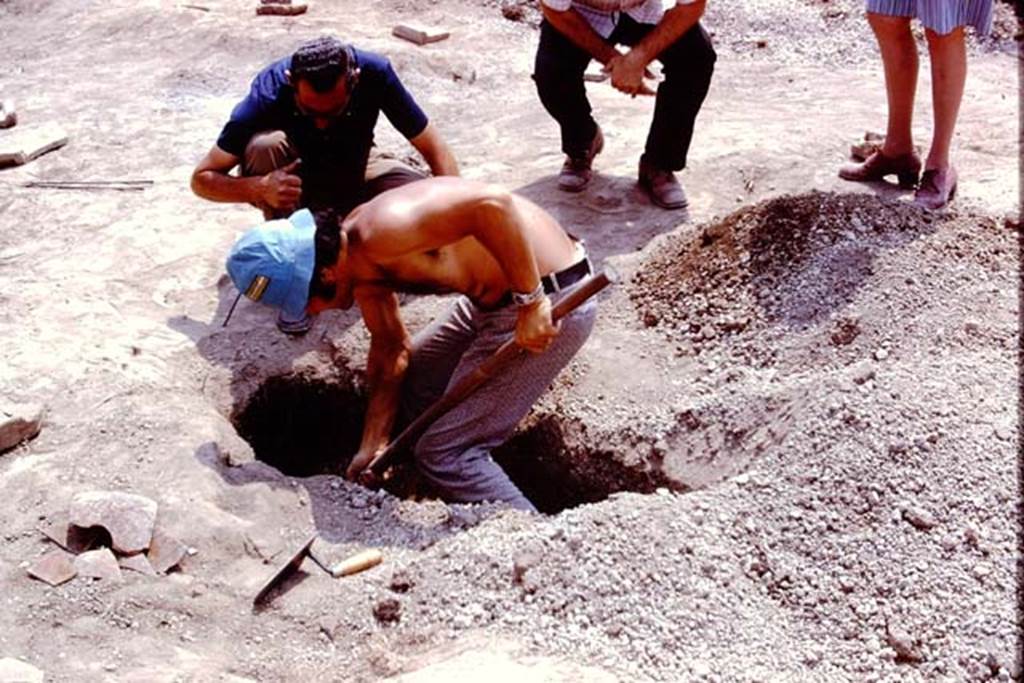 II.8.6 Pompeii, 1973. Digging out a large root cavity. Photo by Stanley A. Jashemski. 
Source: The Wilhelmina and Stanley A. Jashemski archive in the University of Maryland Library, Special Collections (See collection page) and made available under the Creative Commons Attribution-Non Commercial License v.4. See Licence and use details. J73f0254