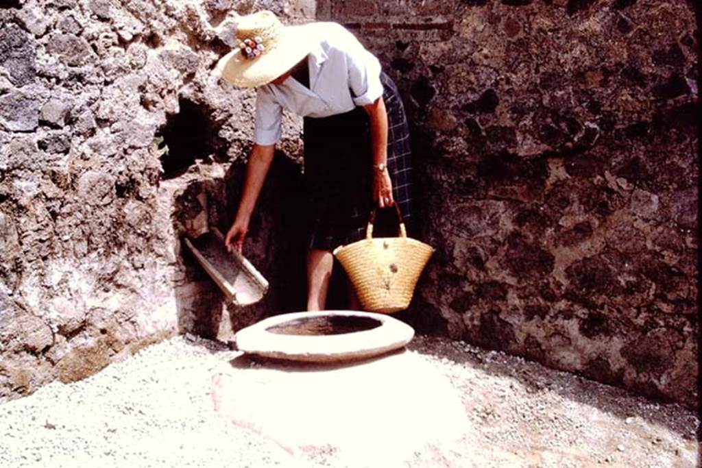 II.8.6 Pompeii, 1973. Buried dolium in north-east corner of garden area.
Wilhelmina demonstrating how water for irrigation would have entered the dolium. Photo by Stanley A. Jashemski. 
Source: The Wilhelmina and Stanley A. Jashemski archive in the University of Maryland Library, Special Collections (See collection page) and made available under the Creative Commons Attribution-Non Commercial License v.4. See Licence and use details.
J73f0338
According to Wilhelmina, “Additional water, which would have had to be carried to the garden, was poured from the street side through an amphora tip (with end broken off) inserted in the east end of the north wall, which would fill the dolium  embedded in the north-east corner of the garden. When the dolium overflowed, the water continued to flow in the channel along the east wall, and eventually along the south wall.
According to Wilhelmina, there were also channels found along the north and south walls.” 
See Jashemski, W.F., 2014. Discovering the Gardens of Pompeii: Memoirs of a Garden Archaeologist, (p.205).