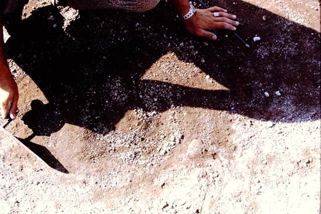 II.8.6 Pompeii, 1973. Discovery of round soil formation. Photo by Stanley A. Jashemski.  
Source: The Wilhelmina and Stanley A. Jashemski archive in the University of Maryland Library, Special Collections (See collection page) and made available under the Creative Commons Attribution-Non Commercial License v.4. See Licence and use details. J73f0339