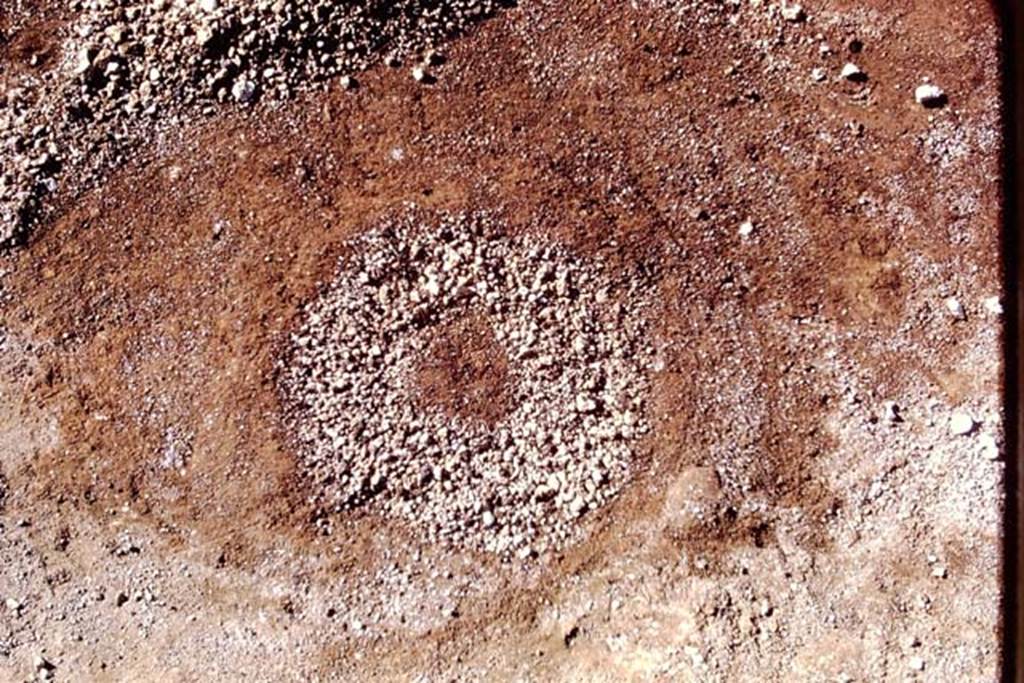 II.8.6 Pompeii, 1973. Detail of round soil formation, with lapilli. Photo by Stanley A. Jashemski. 
Source: The Wilhelmina and Stanley A. Jashemski archive in the University of Maryland Library, Special Collections (See collection page) and made available under the Creative Commons Attribution-Non Commercial License v.4. See Licence and use details. J73f0341