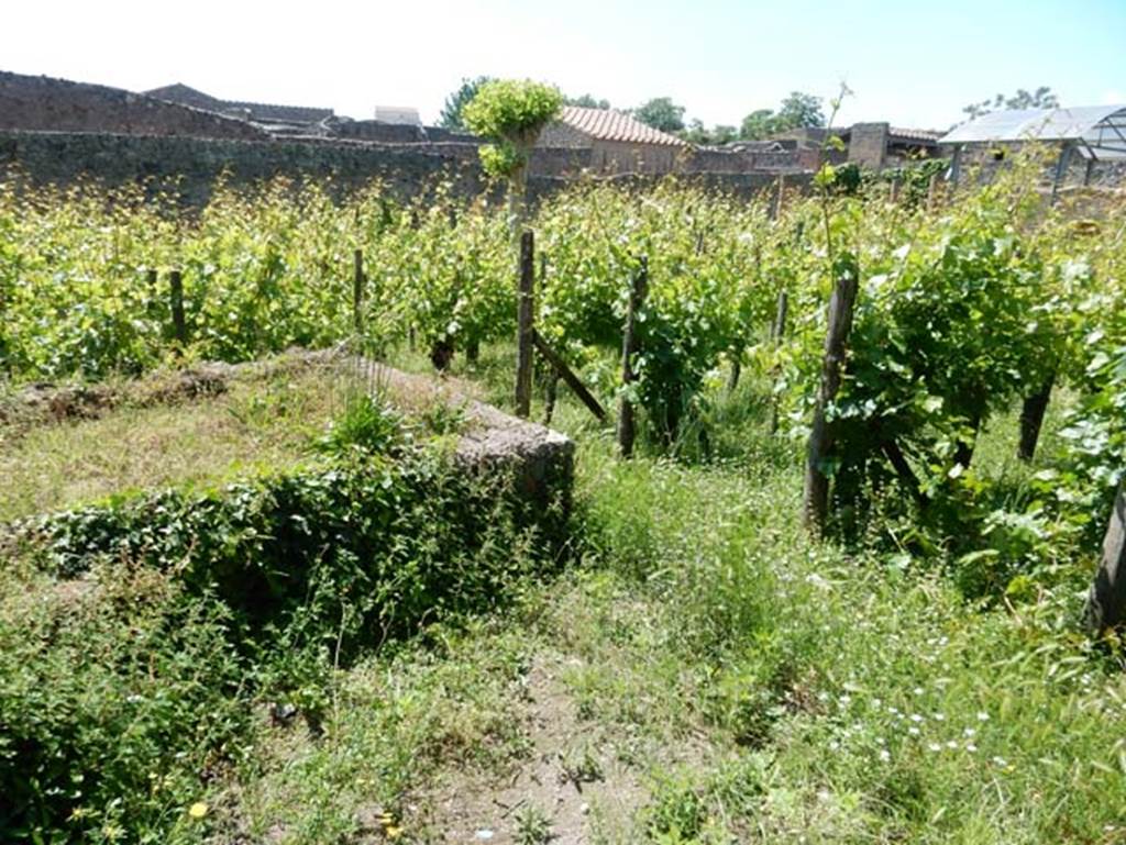 II.9.7, Pompeii, May 2018. Looking north-west across vineyard/garden area from near doorway into II.9.5. Photo courtesy of Buzz Ferebee.
