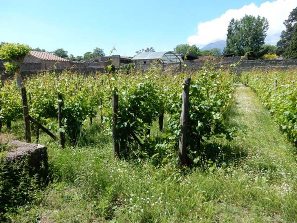 II.9.7, Pompeii, May 2018. Looking north-west across vineyard/garden towards open-air triclinia, under the plastic roof. Photo courtesy of Buzz Ferebee.