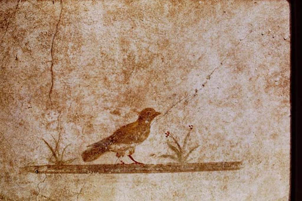 III.2.1 Pompeii. 1968. Room 5, bird painting in ala.
Photo by Stanley A. Jashemski.
Source: The Wilhelmina and Stanley A. Jashemski archive in the University of Maryland Library, Special Collections (See collection page) and made available under the Creative Commons Attribution-Non Commercial License v.4. See Licence and use details.
J68f0375