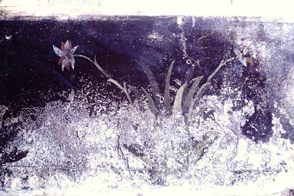 III.2.1 Pompeii. 1968. Room 20, summer triclinium, north wall with remains of painted plants
Photo by Stanley A. Jashemski.
Source: The Wilhelmina and Stanley A. Jashemski archive in the University of Maryland Library, Special Collections (See collection page) and made available under the Creative Commons Attribution-Non Commercial License v.4. See Licence and use details.
J68f0384
