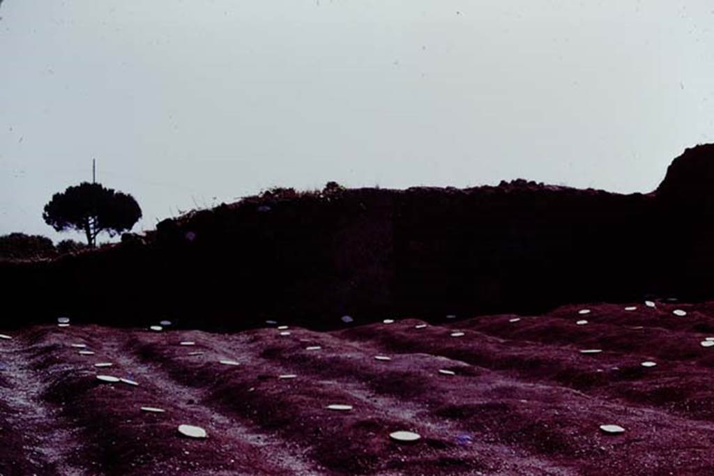III.7 Pompeii. 1976. Looking across furrows and root cavities, marked and protected by painted stones. Photo by Stanley A. Jashemski.   
Source: The Wilhelmina and Stanley A. Jashemski archive in the University of Maryland Library, Special Collections (See collection page) and made available under the Creative Commons Attribution-Non Commercial License v.4. See Licence and use details. J76f0462