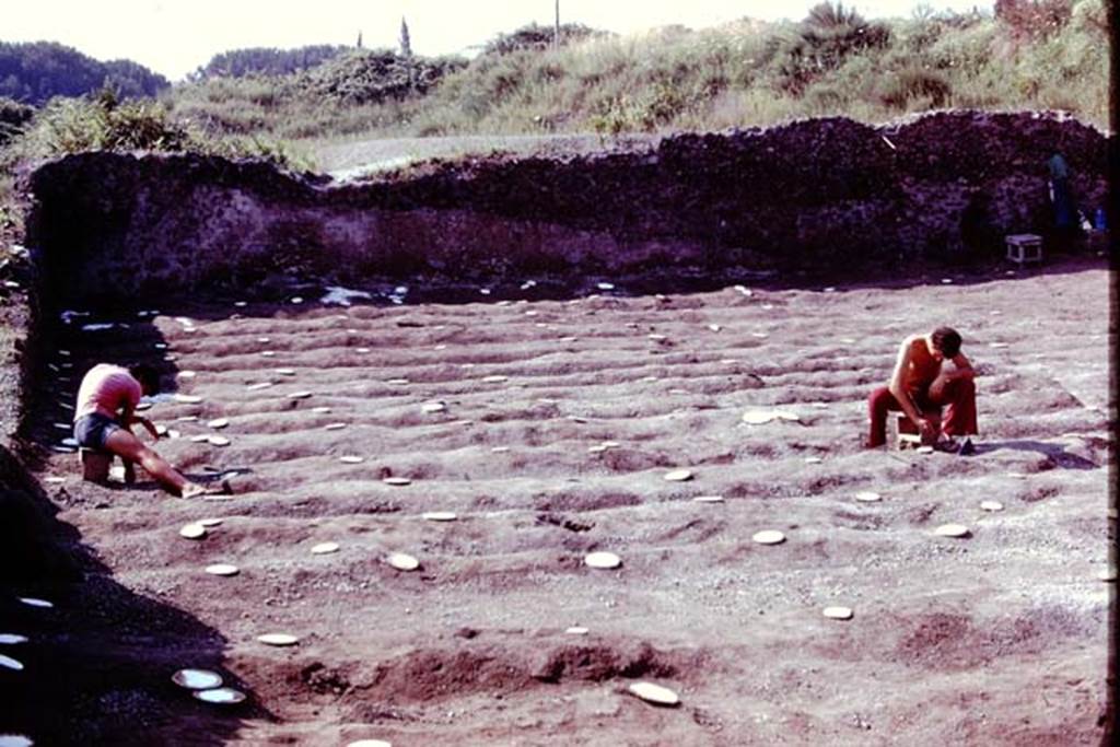 III.7 Pompeii. 1976. Looking south across furrows in south-east corner. Photo by Stanley A. Jashemski.   
Source: The Wilhelmina and Stanley A. Jashemski archive in the University of Maryland Library, Special Collections (See collection page) and made available under the Creative Commons Attribution-Non Commercial License v.4. See Licence and use details. J76f0490
