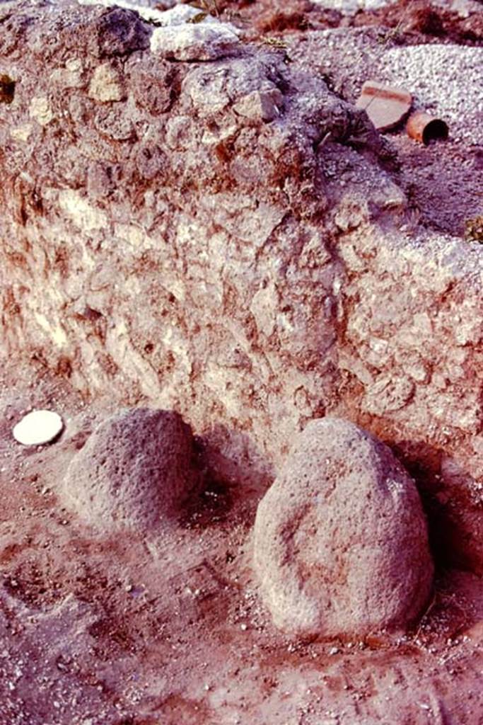 III.7 Pompeii. 1976. Two boundary stones. Photo by Stanley A. Jashemski.   
Source: The Wilhelmina and Stanley A. Jashemski archive in the University of Maryland Library, Special Collections (See collection page) and made available under the Creative Commons Attribution-Non Commercial License v.4. See Licence and use details. J76f0531
According to Wilhelmina, “Against the east wall of the vineyard about 20 feet from the south wall, as large lava stone was firmly planted in the ground, with a smaller one beside it to the left. They were boundary stones. Two properties had apparently been combined to be planted into one vineyard.”