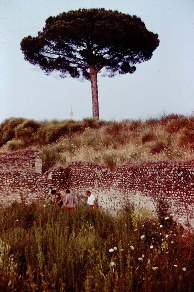 III.7 Pompeii. 1976. Area near south-east corner. Photo by Stanley A. Jashemski.   
Source: The Wilhelmina and Stanley A. Jashemski archive in the University of Maryland Library, Special Collections (See collection page) and made available under the Creative Commons Attribution-Non Commercial License v.4. See Licence and use details. J76f0532