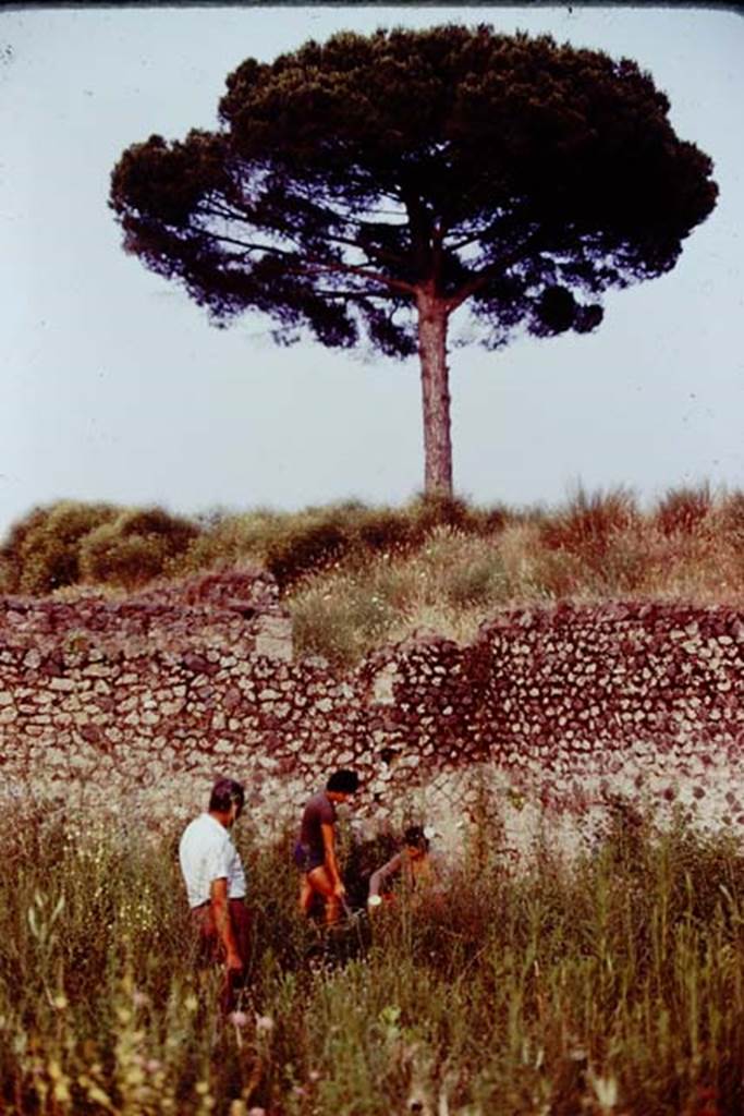 III.7 Pompeii. 1976. Area near south-east corner. Photo by Stanley A. Jashemski.   
Source: The Wilhelmina and Stanley A. Jashemski archive in the University of Maryland Library, Special Collections (See collection page) and made available under the Creative Commons Attribution-Non Commercial License v.4. See Licence and use details. J76f0533