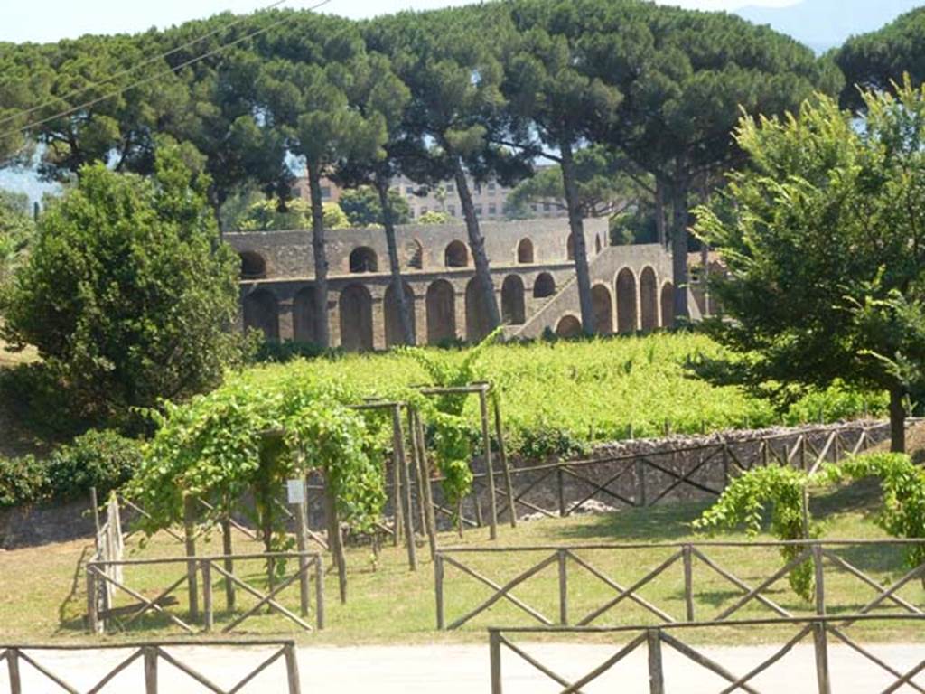 III.7 Pompeii. June 2012. Looking south across Via dell’Abbondanza, towards another replanted vineyard planted in II.5, and towards the amphitheatre. Photo courtesy of Michael Binns.