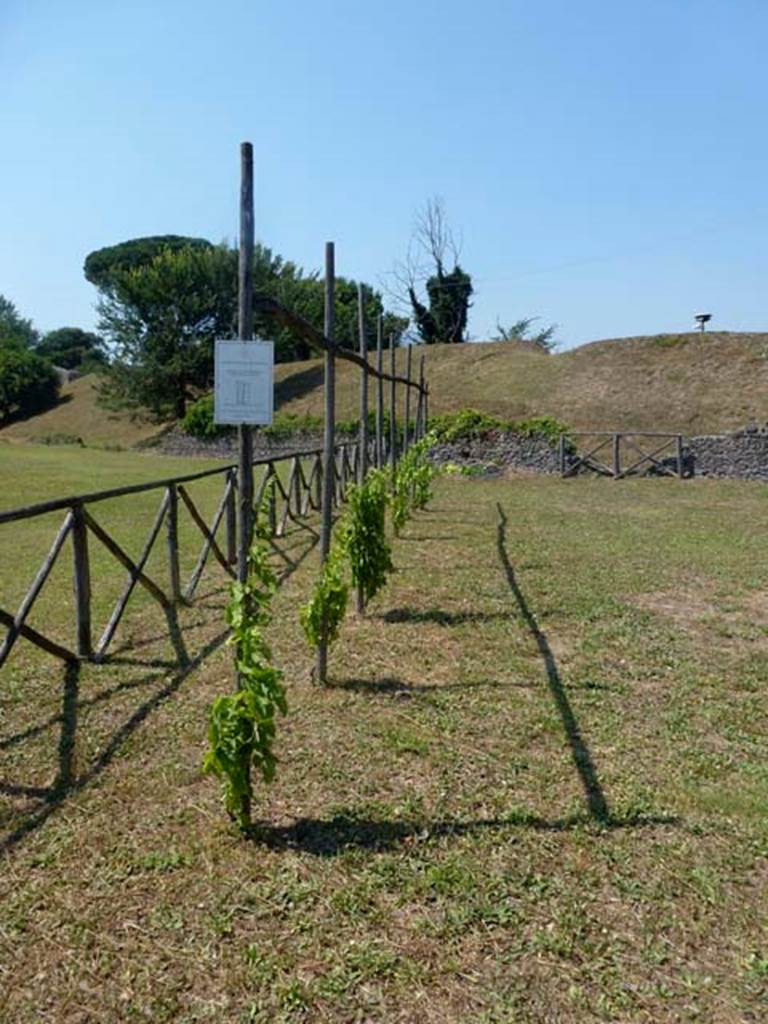 III.7 Pompeii. June 2012. Vineyard, looking east towards the city wall. Photo courtesy of Michael Binns.