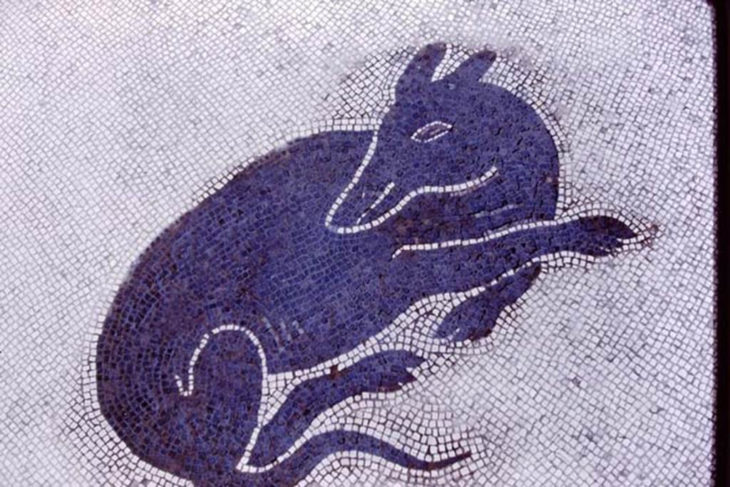 V.1.26 Pompeii, 1978. Mosaic of dog. Photo by Stanley A. Jashemski.   
Source: The Wilhelmina and Stanley A. Jashemski archive in the University of Maryland Library, Special Collections (See collection page) and made available under the Creative Commons Attribution-Non Commercial License v.4. See Licence and use details. J78f0639