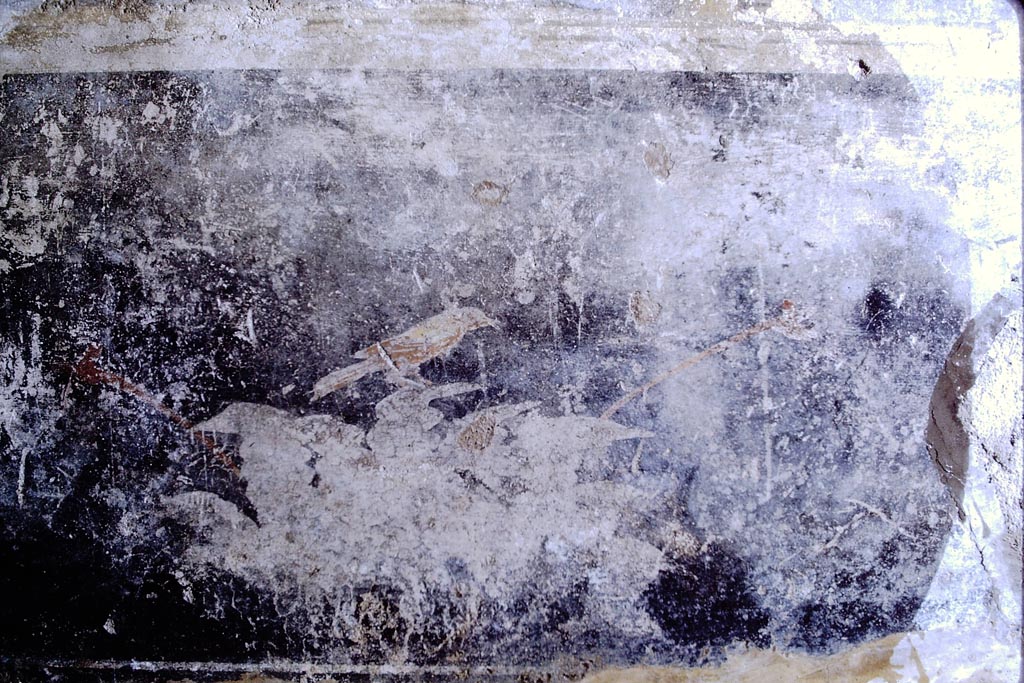 V.2.i Pompeii.  1968. 
Room 17, black zoccolo painted with plants and bird from west wall of oecus/triclinium. Photo by Stanley A. Jashemski.
Source: The Wilhelmina and Stanley A. Jashemski archive in the University of Maryland Library, Special Collections (See collection page) and made available under the Creative Commons Attribution-Non-Commercial License v.4. See Licence and use details.
J68f1558