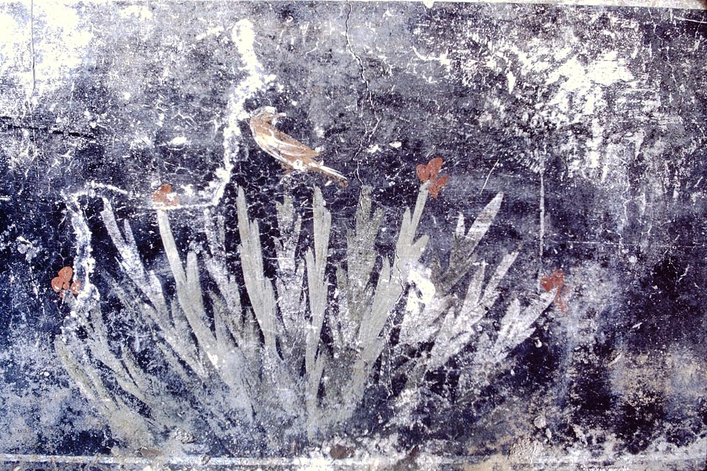 V.2.1 Pompeii, 1968. Room 17, black zoccolo panel with plant, from west end of south wall of anteroom of oecus/triclinium. Photo by Stanley A. Jashemski.
Source: The Wilhelmina and Stanley A. Jashemski archive in the University of Maryland Library, Special Collections (See collection page) and made available under the Creative Commons Attribution-Non-Commercial License v.4. See Licence and use details.
J68f1557