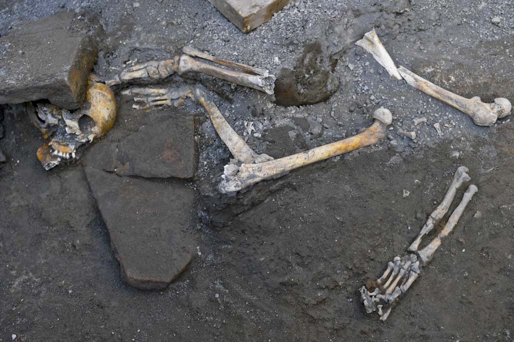 V.3 Pompeii. Casa del Giardino. October 2018. Ambiente 8. Skeletal remains.
According to the PAP press release, there are skeletons turned over, twisted and dragged without scruples by grave robbers, in search of precious objects which Pompeians took with them in their desperate escape from the eruption. As if the horrendous end which awaited them were not enough, the victims of Pompeii had to suffer desecration at the hands of looters, who in modern times tunnelled through the ash and lapilli which had buried the ancient city, in search of valuable objects in unexplored domus. 
It was in this manner that, in a room of the recently excavated 'House with the Garden', the skeletal remains of at least 6 individuals have re-emerged, piled up and scattered across various points in the room. That is why the skull of one of the victims, crushed by roof tiles, lies alongside the upper and lower limbs of another individual, still in situ, while the remains of a ring worn on the finger and other small hand held objects, spared from looting, resurfaced at a distance and not connected to the rest of the body.
The Pompeians had sought refuge within the innermost room of the house which, unlike the others, held out against the initial phase of the eruption (the rain of lapilli). They were subsequently caught up in one of the pyroclastic flows which overwhelmed the rooms of the house still emerging from the lapilli, causing the collapse of the roof and the upper part of the room's northern wall.
The presence of one or more tunnels from prior excavations (perhaps earlier than the official works began in 1748), which caused the disturbance to the interested skeletons, is indicated by the holes in the walls. Such revelations are allowing us, thanks to ongoing interventions, to document the history of an age of excavation in great detail (from illicit excavations to those of the Bourbon era) which was completely different from the current one, both in terms of the methodological approach and the objectives.
See PAP: The-room-of-the-skeletons-and-sacking-by-ancient-grave-robbers
Ambiente 8. Resti scheletrici.
Secondo il comunicato stampa PAP, scheletri rivoltati, stravolti, trascinati senza riguardo da tombaroli alla ricerca di oggetti preziosi, con cui i pompeiani si accompagnavano nel tentativo disperato di fuga dall’eruzione. Non è bastata l’orrenda fine riservatagli dalla tragedia, ma le vittime di Pompei hanno dovuto subire anche la profanazione di saccheggiatori che già in epoca moderna si addentravano attraverso cunicoli e passaggi nella cenere e nel lapillo che aveva seppellito la città antica, per rintracciare oggetti di valore in domus inesplorate.
Riaffiorano così, in una stanza della “Casa del giardino” di recente scavo, i resti scheletrici di almeno 6 individui, ammucchiati e sparpagliati in più punti dell’ambiente. Ed ecco perché, ancora in situ, il cranio di una delle vittime, schiacciato dalle tegole del tetto, giace accanto agli arti inferiori e superiori di un altro individuo, mentre resti di un anello indossato al dito e altri piccoli oggetti stretti tra le mani, sfuggiti al saccheggio del luogo, riaffiorano lontani e non in connessione con il resto del corpo.
I pompeiani avevano cercato rifugio nella stanza più interna della casa, che, a differenza delle altre, aveva resistito alla prima fase dell’eruzione (la caduta dei lapilli). Erano stati poi colti da una delle correnti piroclastiche che travolse gli ambienti della casa ancora affioranti dai lapilli, provocando il crollo del tetto e della parte superiore del muro nord dell’ambiente.
La presenza di uno o più cunicoli di scavi precedenti (forse anteriori all’inizio delle ricerche ufficiali del 1748), che hanno causato lo sconvolgimento degli scheletri intercettati, è indiziata anche da fori nelle pareti. Tali rilevamenti stanno consentendo, grazie agli interventi in corso, di documentare con grande dettaglio la storia di un’epoca di scavo, (da quelli clandestini a quelli di epoca borbonica) completamente differente da quella attuale, tanto nell’approccio metodologico che nelle finalità stesse.
Vedi PAP: la-stanza-degli-scheletri-e-il-saccheggio-degli-antichi-tombaroli/
Photograph © Parco Archeologico di Pompei.