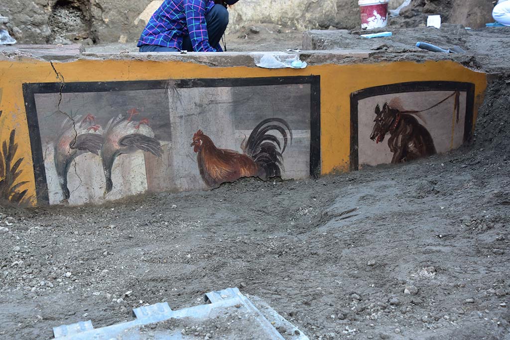 V.3 Pompeii, Thermopolium with painting of nereid. December 2020.
The last section of the counter to be unearthed revealed other exquisite scenes of still life, with depictions of animals which were likely butchered and sold here. such as in the case of the two mallard ducks shown upside down, ready to be cooked and eaten; a rooster; and a dog on a lead, the latter serving almost as a warning in the manner of the famed Cave Canem.
V.3 Pompei, Termopolio con dipinto di nereide e anfore. Dicembre 2020.
Sull'ultimo braccio di bancone portato alla luce sono emerse altre pregevoli scene di nature morte, con rappresentazioni di animali, probabilmente macellati e venduti nel locale, come le due anatre germane esposte a testa in giù, pronte ad essere preparate e consumate, un gallo e un cane al guinzaglio, quasi un monito alla maniera del famoso Cave Canem.
Photograph © Parco Archeologico di Pompei.