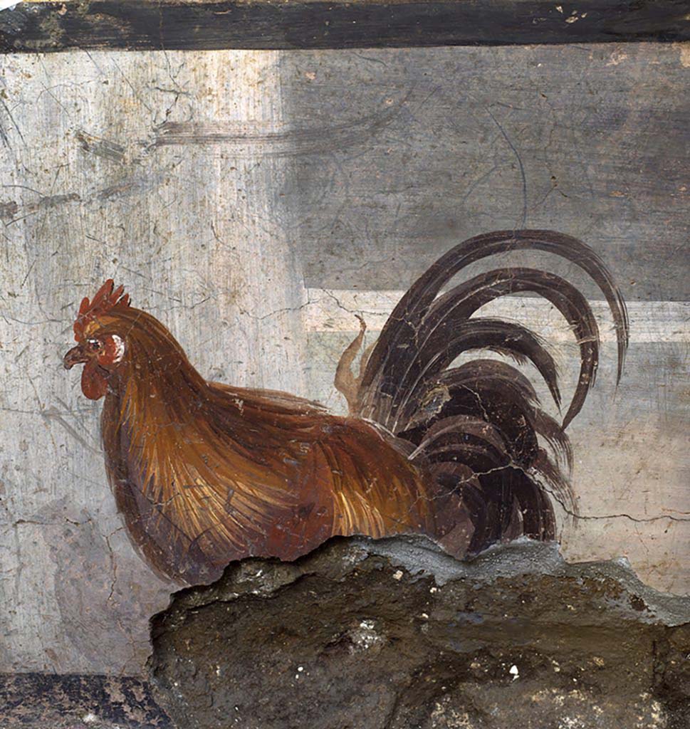 V.3 Pompeii, Thermopolium with painting of nereid. December 2020. Painting of a cockerel on side of counter.
V.3 Pompei, Termopolio con dipinto di nereide e anfore. Dicembre 2020. Dipinto di un gallo sul lato del bancone.
Photo by Luigi Spina courtesy of Parco Archeologico di Pompei.
