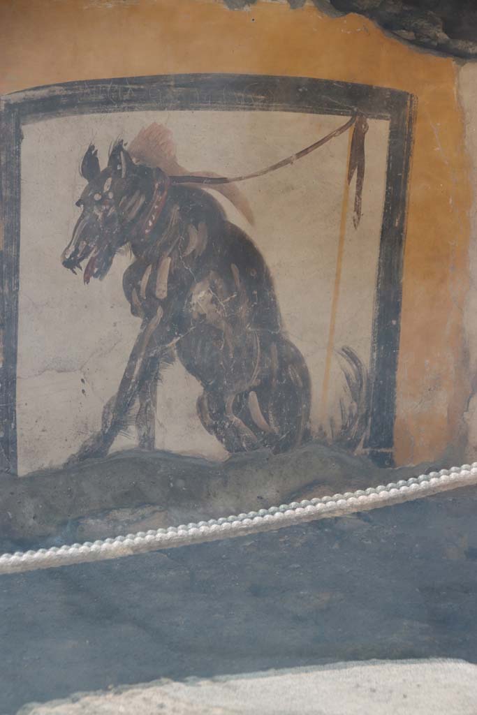 V.3 Pompeii, Thermopolium with painting of nereid. September 2021. 
Painted guard dog, on west side of counter in bar-room. Photo courtesy of Klaus Heese.