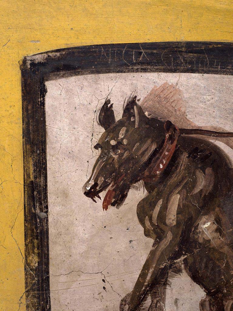 V.3 Pompeii, Thermopolium with painting of nereid. December 2020.
A mocking inscription can be found scratched onto the frame which surrounds the painting of the dog: NICIA CINAEDE CACATOR- literally "Nicias (probably a freedman from Greece) Shameless Shitter!" This was probably left by a prankster who sought to poke fun at the owner, or by someone who worked in the Thermopolium.
V.3 Pompei, Termopolio con dipinto di nereide e anfore. Dicembre 2020.
Una sbeffeggiante iscrizione graffitagraffta "Nicia cineadecacator" si si legge sulla cornice che racchiude il dipinto del cane: Nicia (probabilmente un liberto proveniente dalla Grecia) Cacatore, invertito! Probabilmente lasciata da un buontempone che aveva voluto prendere in giro il proprietario o da qualcuno che lavorava nel termopolio.
Photo by Luigi Spina courtesy of Parco Archeologico di Pompei.