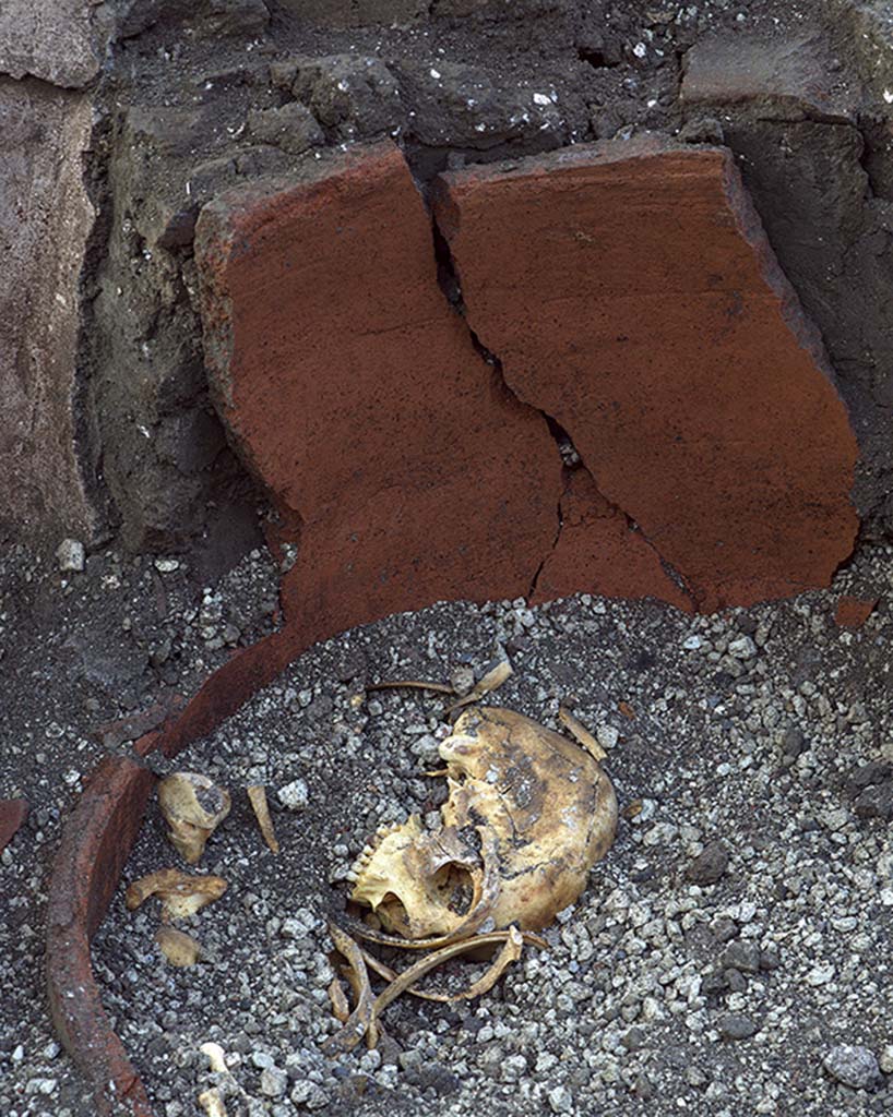 V.3 Pompeii, Thermopolium with painting of nereid. December 2020.
Other bones, which are yet to be investigated, belong to another individual, and were found inside a large dolium, possibly where they were placed by the first excavators.
V.3 Pompei, Termopolio con dipinto di nereide e anfore. Dicembre 2020.
Altre ossa, ancora da indagare sono di un altro individuo, e sono state rinvenute all'interno di un grande dolio, forse qui riposte sempre dai primi scavatori.
Photo by Luigi Spina courtesy of Parco Archeologico di Pompei.