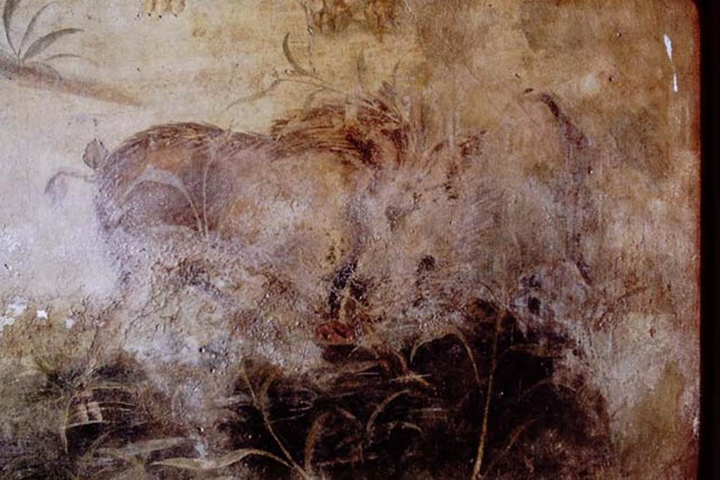 V.4.a Pompeii. 1968. Detail of wild boar from north wall.  Photo by Stanley A. Jashemski.
Source: The Wilhelmina and Stanley A. Jashemski archive in the University of Maryland Library, Special Collections (See collection page) and made available under the Creative Commons Attribution-Non Commercial License v.4. See Licence and use details.
J68f0658