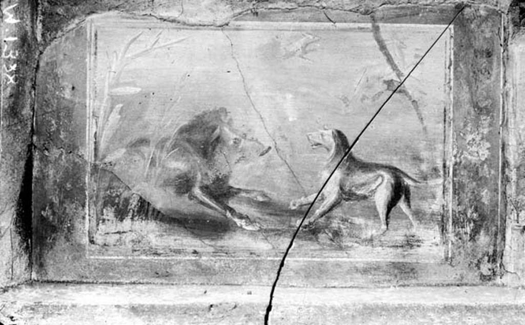 231143 Bestand-D-DAI-ROM-W.1388.jpg
V.5.3 Pompeii. W.1388. Room 7, north section of peristyle. Painting of hunt scene showing a boar facing a dog. In the background another dog following a deer. Destroyed. On the night of 16th September 1943, two bombs fell on the northern section. Four columns and three plutei of the north portico were destroyed. Also destroyed were the perimeter wall towards the north, and the stables accessible from Vicolo dei Gladiatori. There was a total loss of the hunt scenes that decorated the external front of the pluteus between the first and second column of the extreme east side of the north portico. 
See Garcia y Garcia, L., 2006. Danni di guerra a Pompei. Rome: L’Erma di Bretschneider. (p.63-65)
See Not. Scavi, 1899, p.350, number 7, fig 9.
Also destroyed was a painting of a tiger biting a dog and in his turn being assailed by another dog that was leaping onto him.
See Notizie degli Scavi di Antichità, 1899, p.350, number 8.
Photo by Tatiana Warscher. With kind permission of DAI Rome, whose copyright it remains. 
See http://arachne.uni-koeln.de/item/marbilderbestand/231143