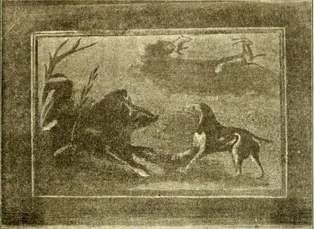 V.5.3 Pompeii. 1899. Room 7, north section of peristyle. 
Painting of hunt scene showing a boar facing a dog. In the background another dog chasing a deer.
See Notizie degli Scavi di Antichità, 1899, p. 349 fig. 9.