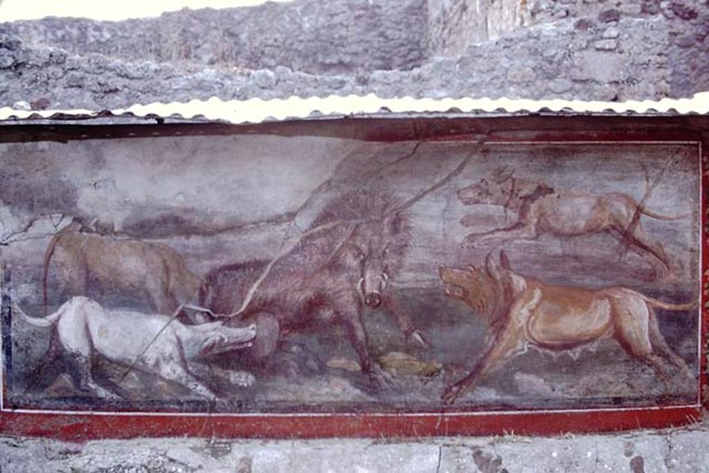 V.5.3 Pompeii. 1968. Room 7, peristyle. Painting 7 – detail from animal painting of boar being attacked by four dogs, on west side of peristyle. Photo by Stanley A. Jashemski.
Source: The Wilhelmina and Stanley A. Jashemski archive in the University of Maryland Library, Special Collections (See collection page) and made available under the Creative Commons Attribution-Non Commercial License v.4. See Licence and use details.
J68f1609