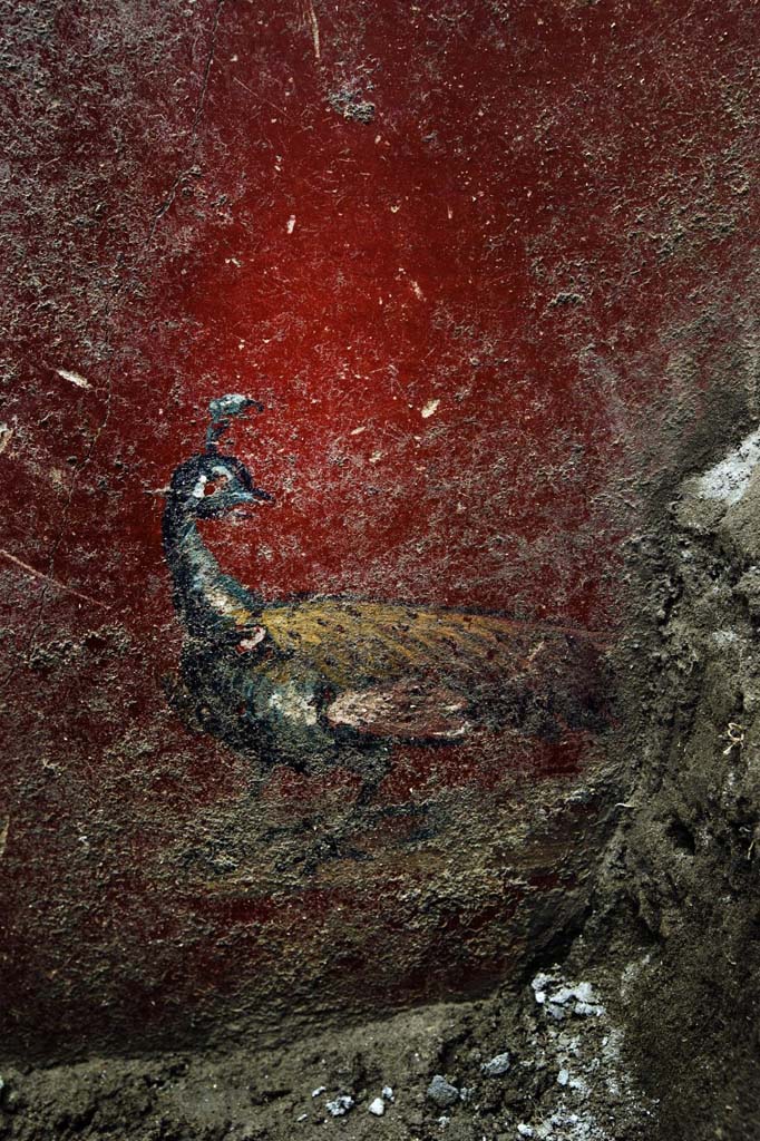 V.7.7 Pompeii. 2018. West wall of fauces with painted peacock.
Photograph © Parco Archeologico di Pompei.